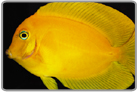 Yellow Mimic Tang